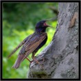 /album/vtaky/skorec-leskly-sturnus-vulgaris-jpg/